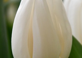 Tulipa White Flag ® (4)